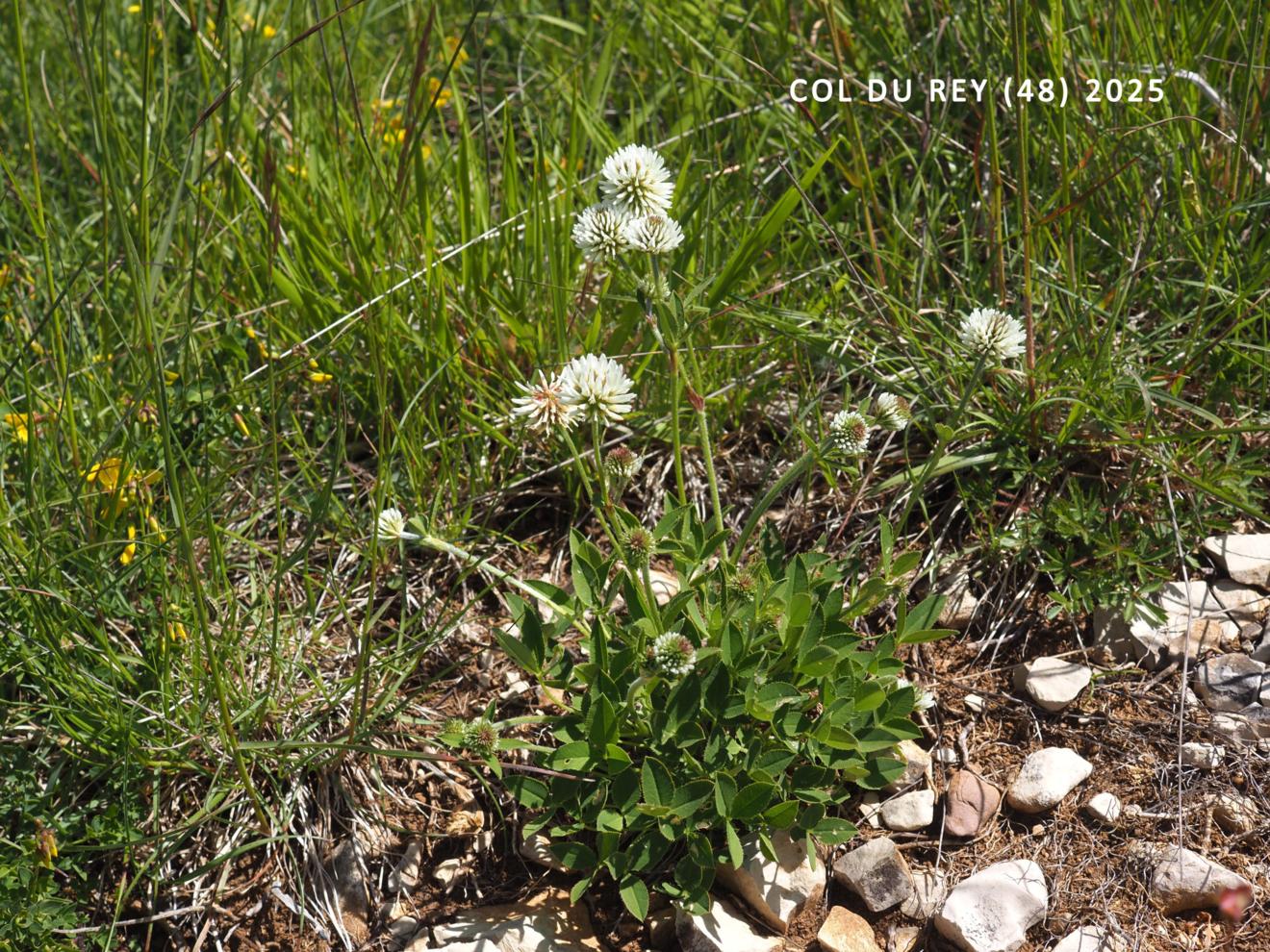 Clover, Mountain